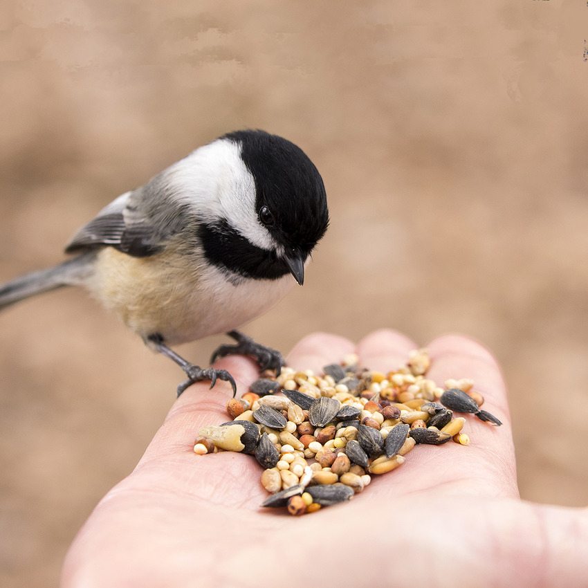 Customs clearance of bird feed